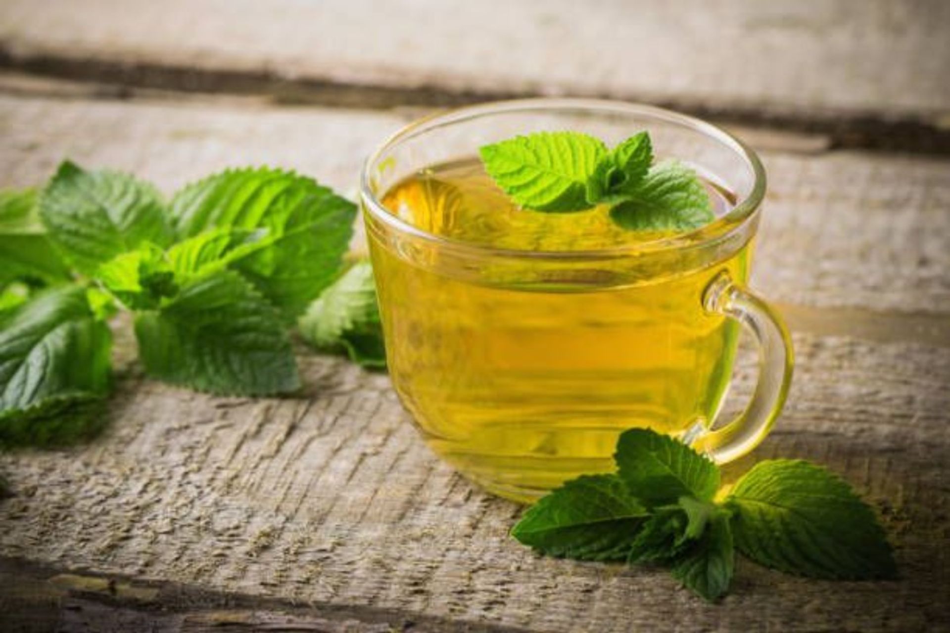Mint - Large Size
